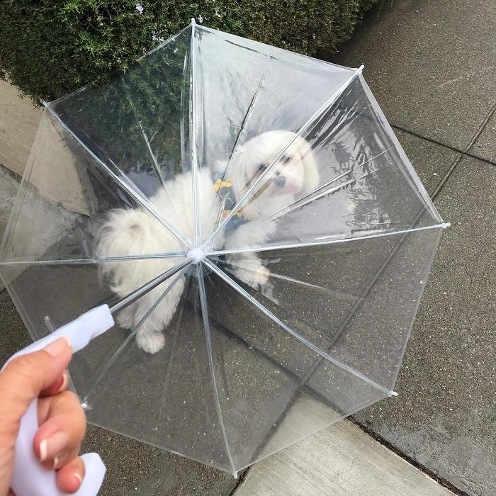 Spoiled-dogs-that-live-better-than-you