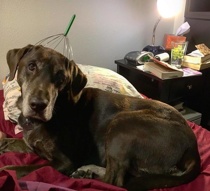 Spoiled-dogs-that-live-better-than-you