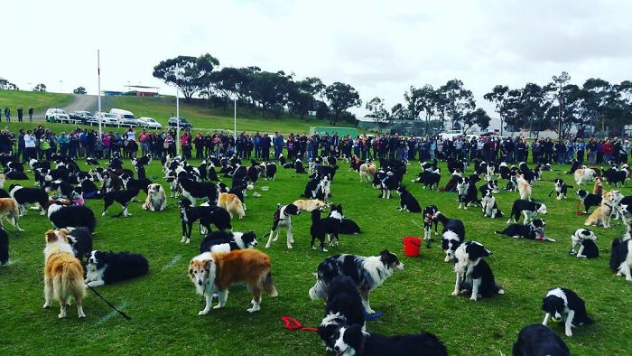 576 Border Collies Get Together In One Place To Break A World Record 576 Border Collies Get Together In One Place To Break A World Record