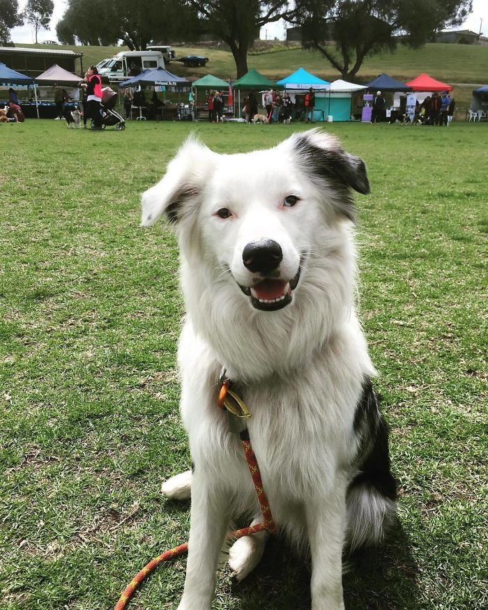 576 Border Collies Get Together In One Place To Break A World Record 576 Border Collies Get Together In One Place To Break A World Record