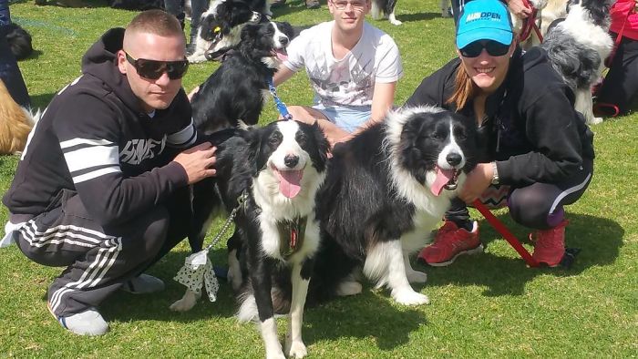 576 Border Collies Get Together In One Place To Break A World Record 576 Border Collies Get Together In One Place To Break A World Record