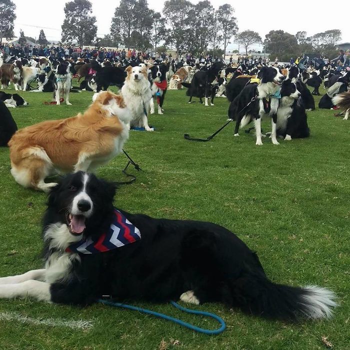 576 Border Collies Get Together In One Place To Break A World Record 576 Border Collies Get Together In One Place To Break A World Record