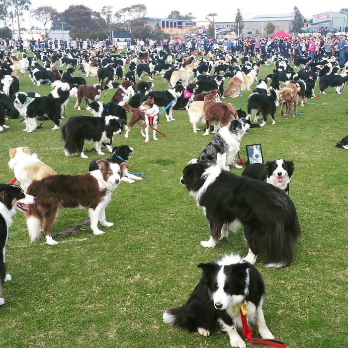 576 Border Collies Get Together In One Place To Break A World Record 576 Border Collies Get Together In One Place To Break A World Record