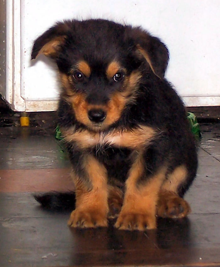 Beau's First Photo, The Day I Got Him.