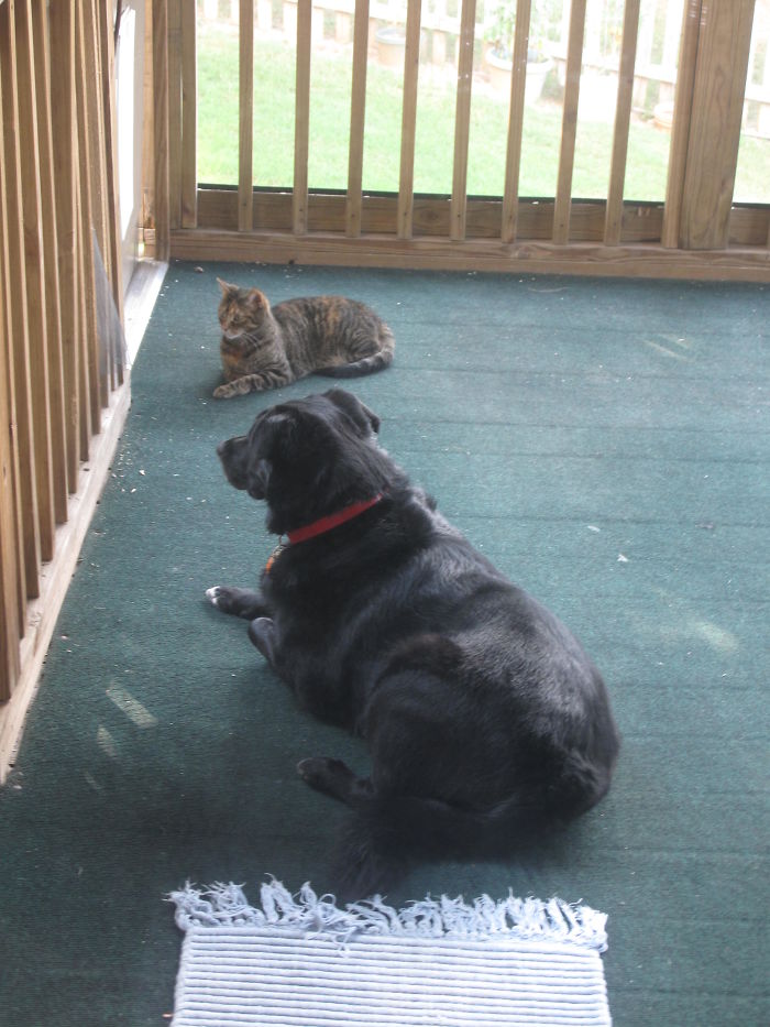 Beauty And Squeeky On Bird Watch.