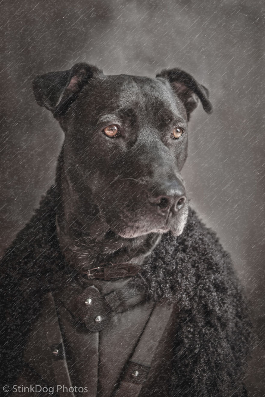 I Was Told To Watch Out For This Dog When I Was Photographing Him At A Rescue. Instead I Adopted Him I Was Told To Watch Out For This Dog When I Was Photographing Him At A Rescue. Instead I Adopted Him