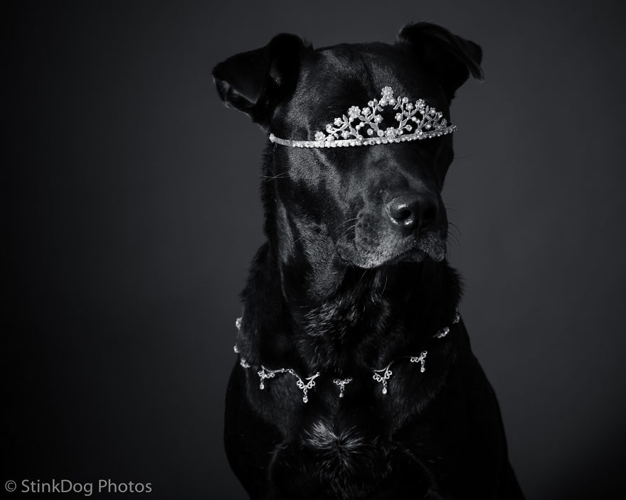 I Was Told To Watch Out For This Dog When I Was Photographing Him At A Rescue. Instead I Adopted Him I Was Told To Watch Out For This Dog When I Was Photographing Him At A Rescue. Instead I Adopted Him