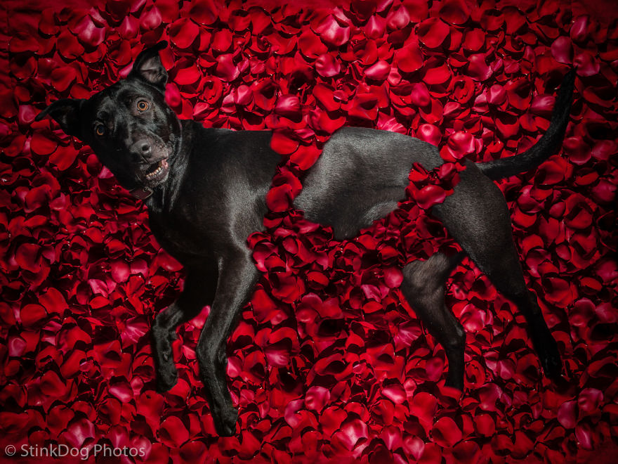 I Was Told To Watch Out For This Dog When I Was Photographing Him At A Rescue. Instead I Adopted Him