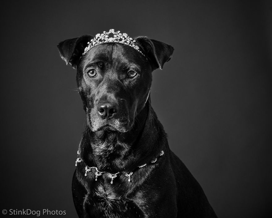 I Was Told To Watch Out For This Dog When I Was Photographing Him At A Rescue. Instead I Adopted Him I Was Told To Watch Out For This Dog When I Was Photographing Him At A Rescue. Instead I Adopted Him