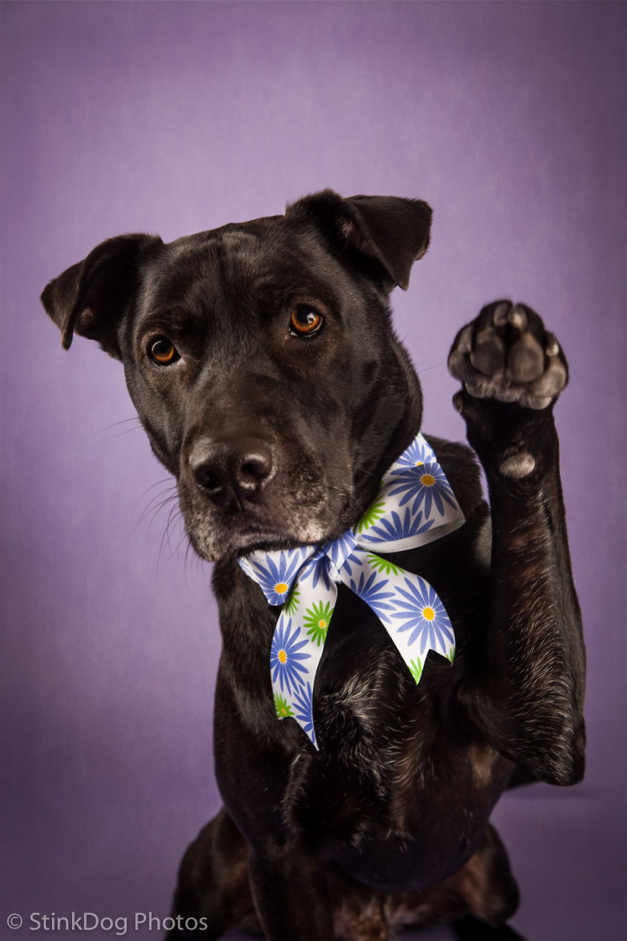 I Was Told To Watch Out For This Dog When I Was Photographing Him At A Rescue. Instead I Adopted Him I Was Told To Watch Out For This Dog When I Was Photographing Him At A Rescue. Instead I Adopted Him