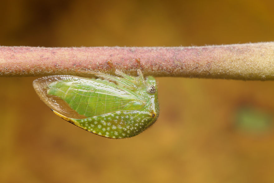 Buffalo Treehopper (Stictocephala Bisonia)