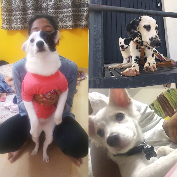 My Puppers Are Accidently Color Co-ordinated