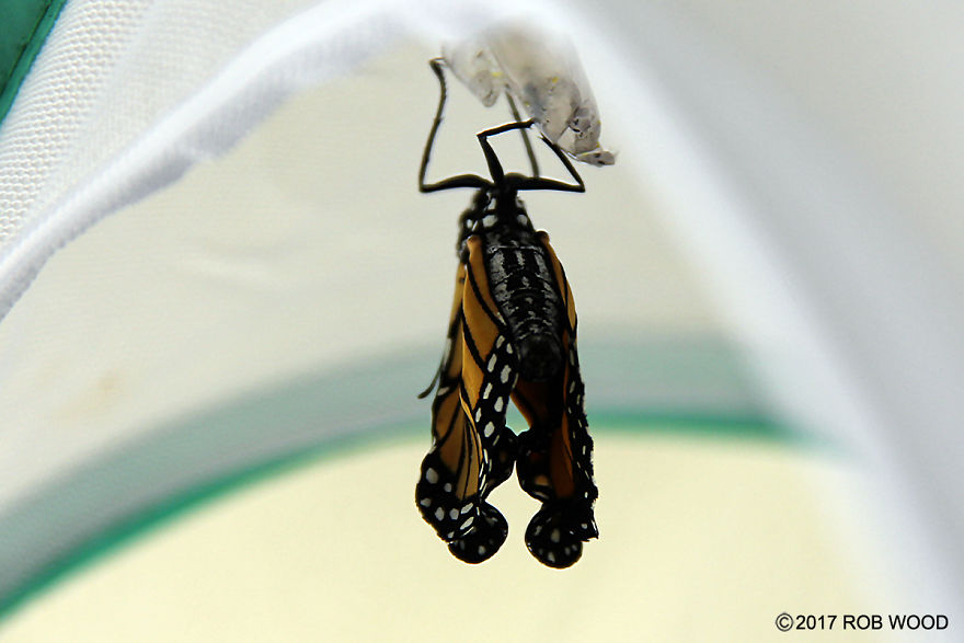 Can You Imagine A World Without Butterflies? Can You Imagine A World Without Butterflies?