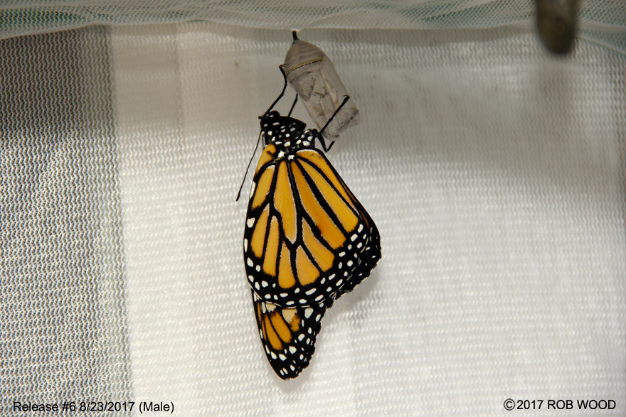 Can You Imagine A World Without Butterflies? Can You Imagine A World Without Butterflies?