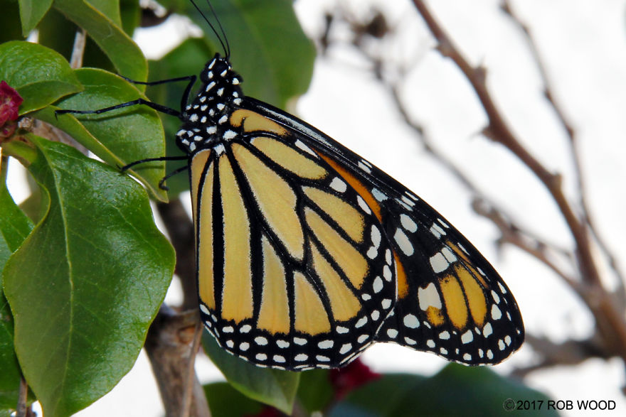 Can You Imagine A World Without Butterflies? Can You Imagine A World Without Butterflies?