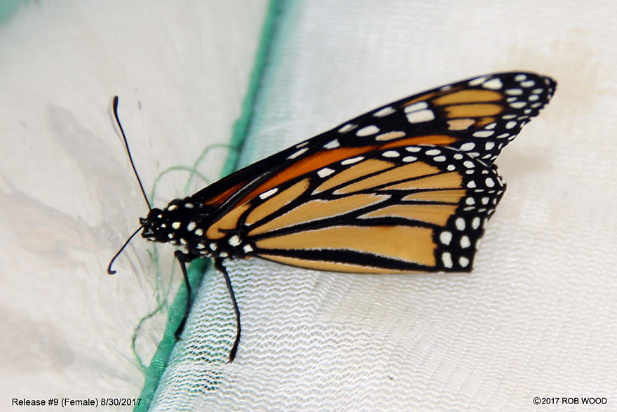 Can You Imagine A World Without Butterflies? Can You Imagine A World Without Butterflies?