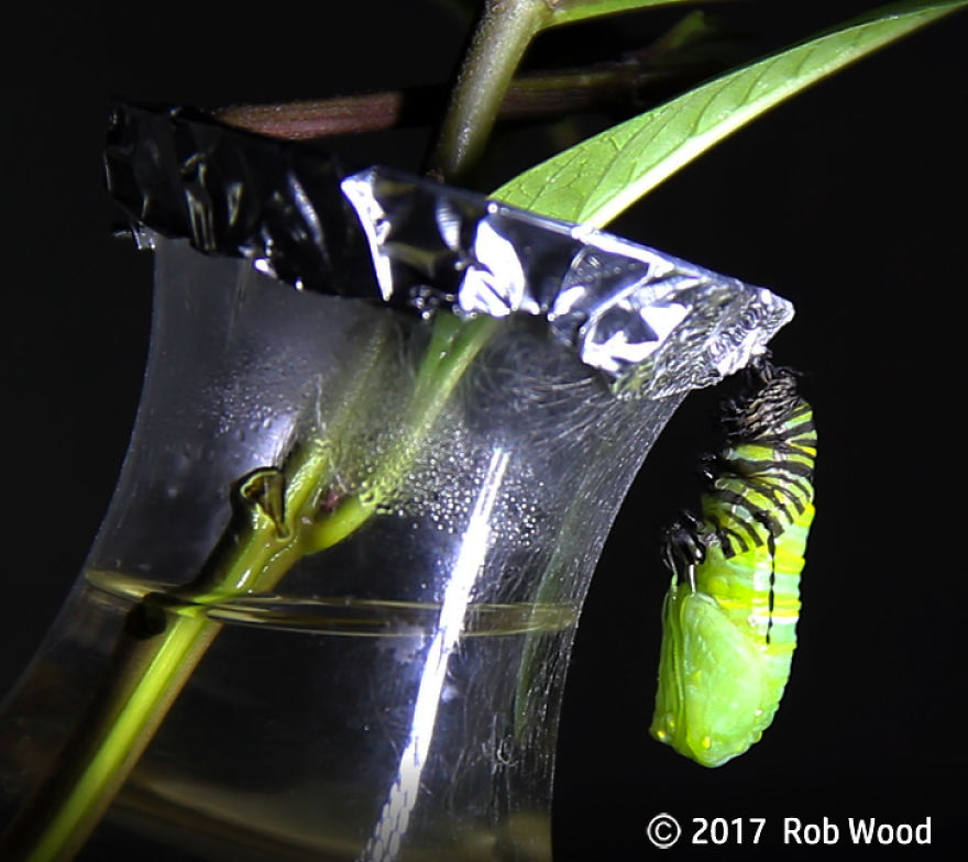 Can You Imagine A World Without Butterflies?