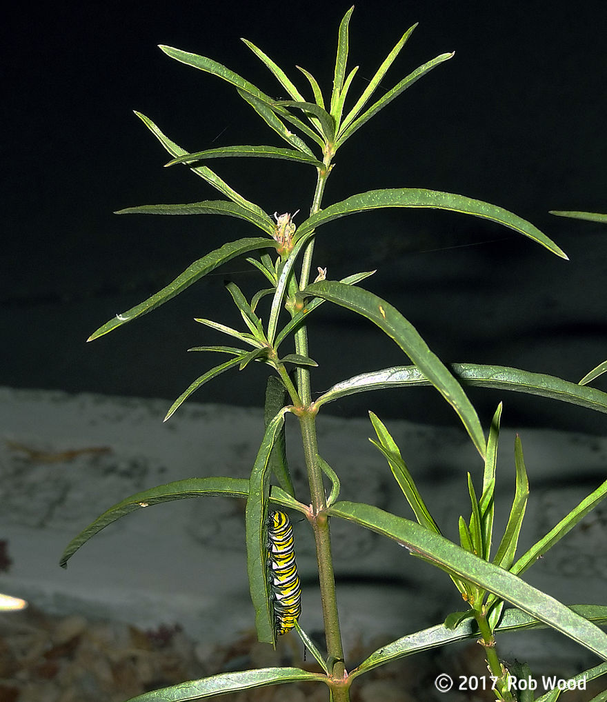 Can You Imagine A World Without Butterflies? Can You Imagine A World Without Butterflies?