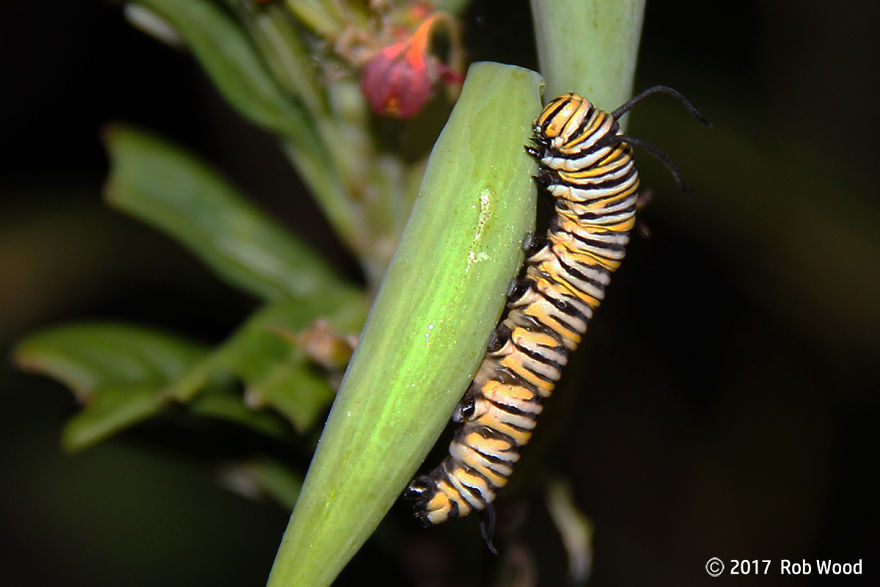 Can You Imagine A World Without Butterflies? Can You Imagine A World Without Butterflies?