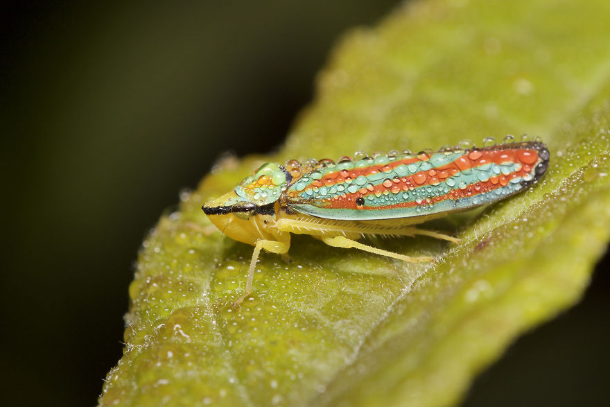 Candy-Striped Leafhopper (Graphocephala Coccinea)
