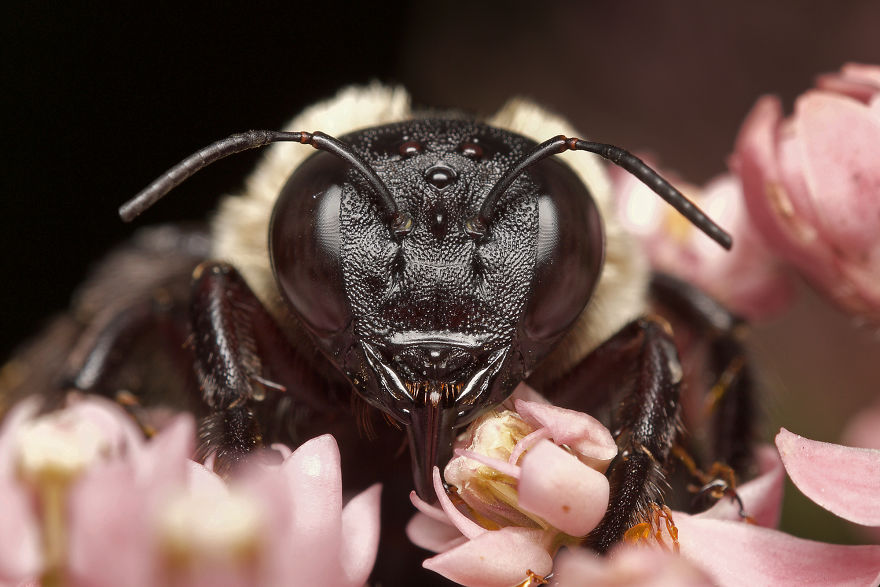 Carpenter Bee (Xylocopa)