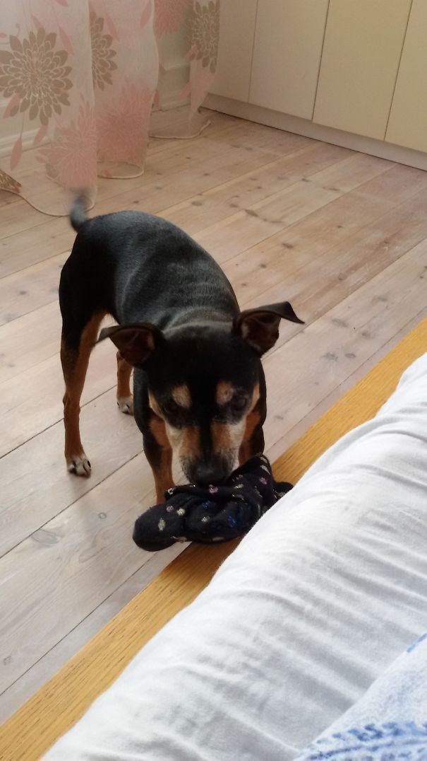 My Bfs Dog Always Brings Me Socks When I Stay Overnight - Is He Trying To Tell Me Something? Lol