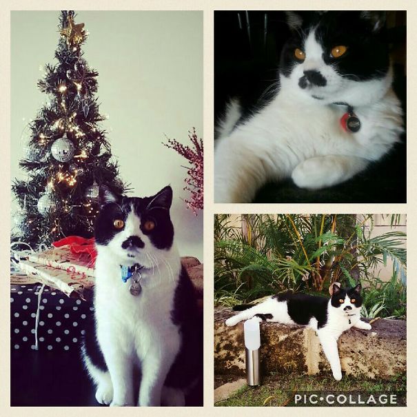 His Breeder Called Him Ned Flanders.