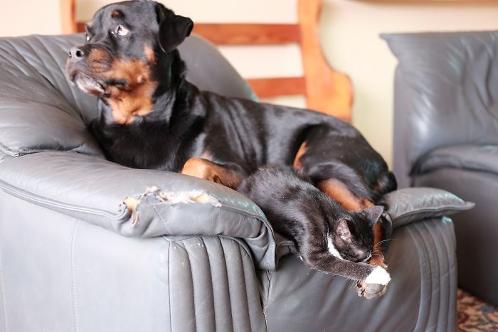 It's Ok, Mum, Don't Worry. I Can Always Grow Another Foot.