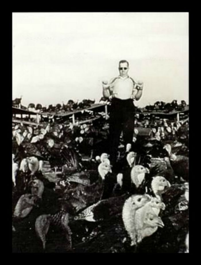 Dad Being Cool With Turkeys.