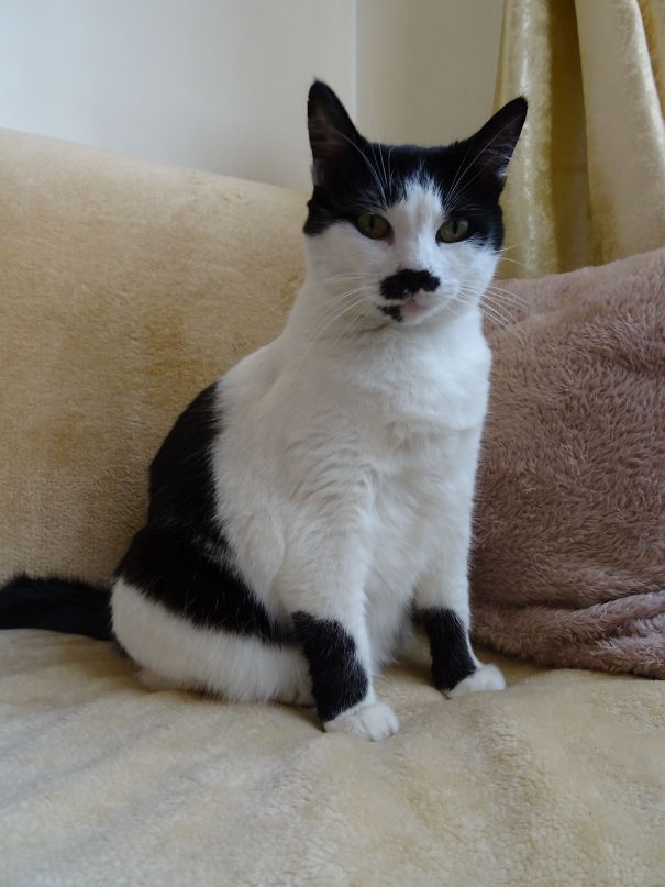 Mau Mau Nicknamed Hitler