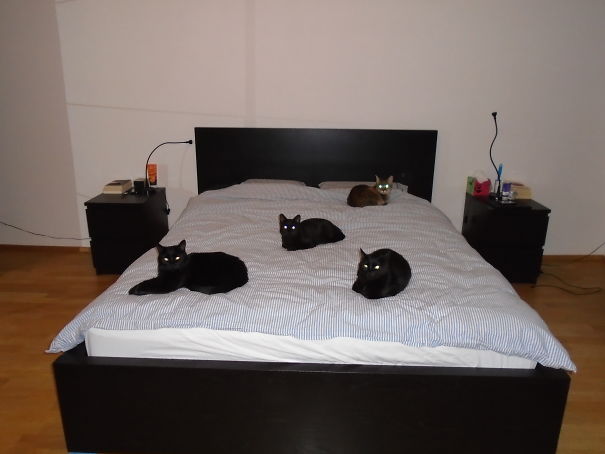 Tai And Her Ninjas: Mia, Uma And Ela