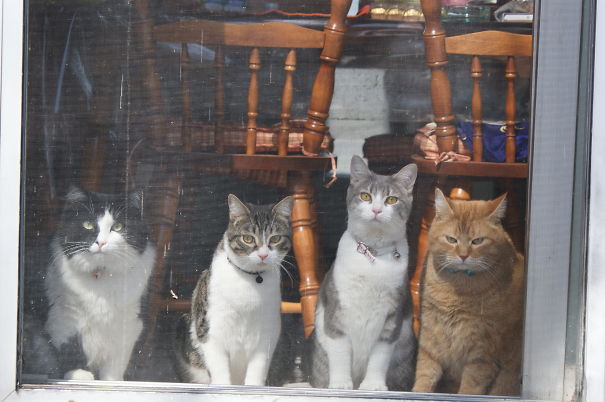 When I Had 4 Cats, The Easiest Way To Catch Them In A Photo Was To Go Stand In Front Of The Patio Door