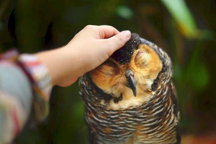 For The Love Of Owls