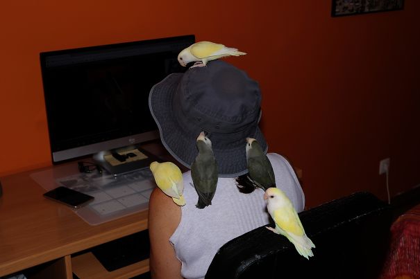 Our 5 Roseicollis, Who Love To Fly Through The House.