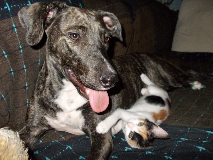 Our Dog Bella, With Her Adopted Daughter Lulu, Chilling Together On Our Sofa... 3 Years Later, They Still Sleep Like That