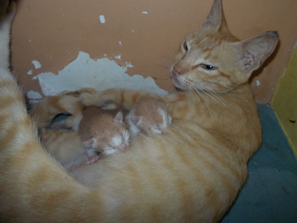 "do "and Her Newly Born Kittens