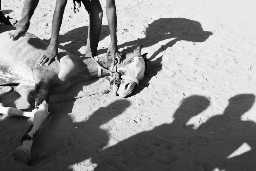 Sharing My Part To Stop Animal Abuse! What's Your?