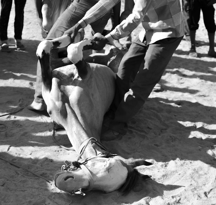 Sharing My Part To Stop Animal Abuse! What's Your?