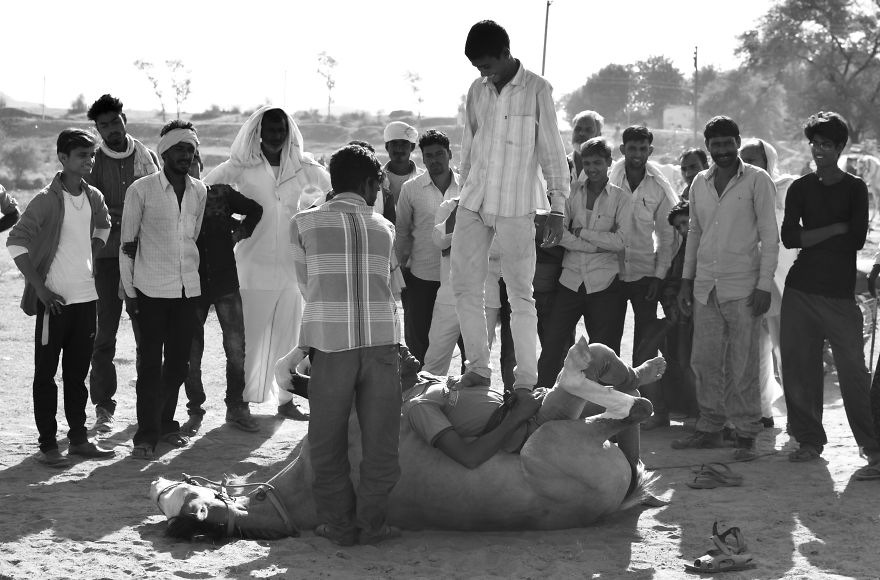 Sharing My Part To Stop Animal Abuse! What's Your?