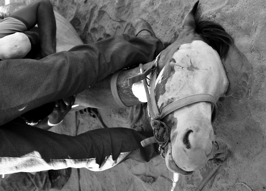 Sharing My Part To Stop Animal Abuse! What's Your?