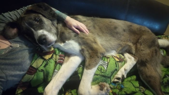 When Your Great Bernard Thinks Your Body Is A Pillow.