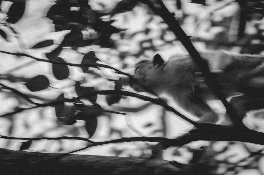 I Took This Series Of Makaka Portraits During My Trip In Sri Lanka