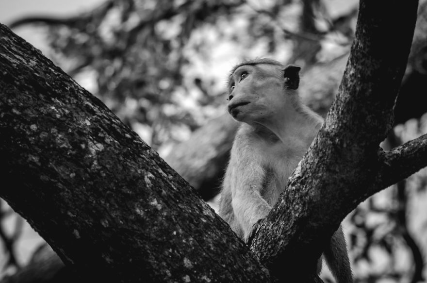 I Took This Series Of Makaka Portraits During My Trip In Sri Lanka