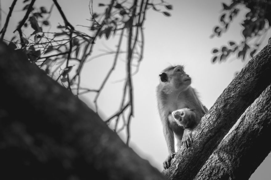I Took This Series Of Makaka Portraits During My Trip In Sri Lanka