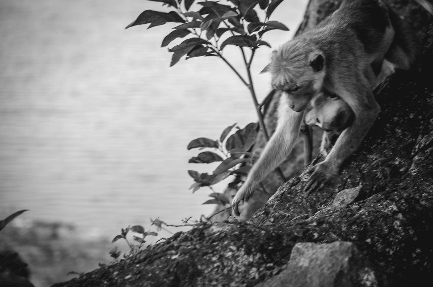 I Took This Series Of Makaka Portraits During My Trip In Sri Lanka