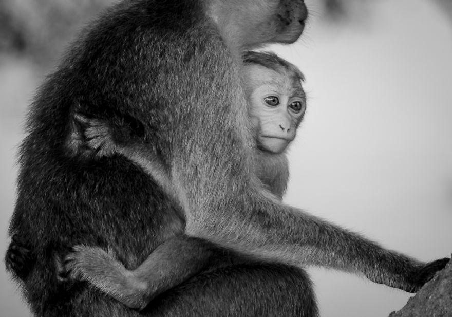 I Took This Series Of Makaka Portraits During My Trip In Sri Lanka