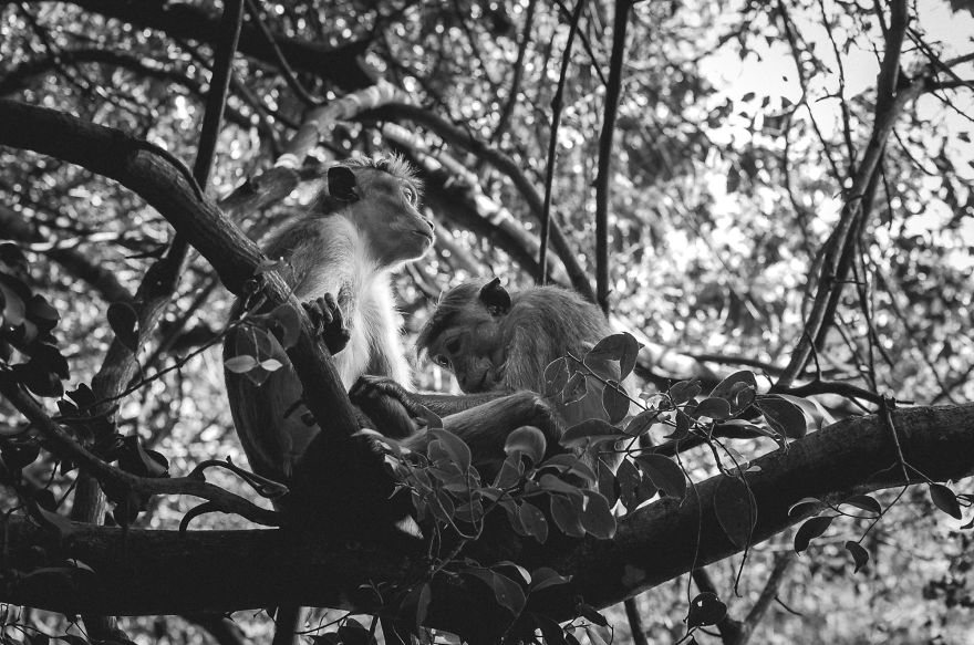 I Took This Series Of Makaka Portraits During My Trip In Sri Lanka
