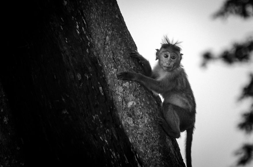 I Took This Series Of Makaka Portraits During My Trip In Sri Lanka