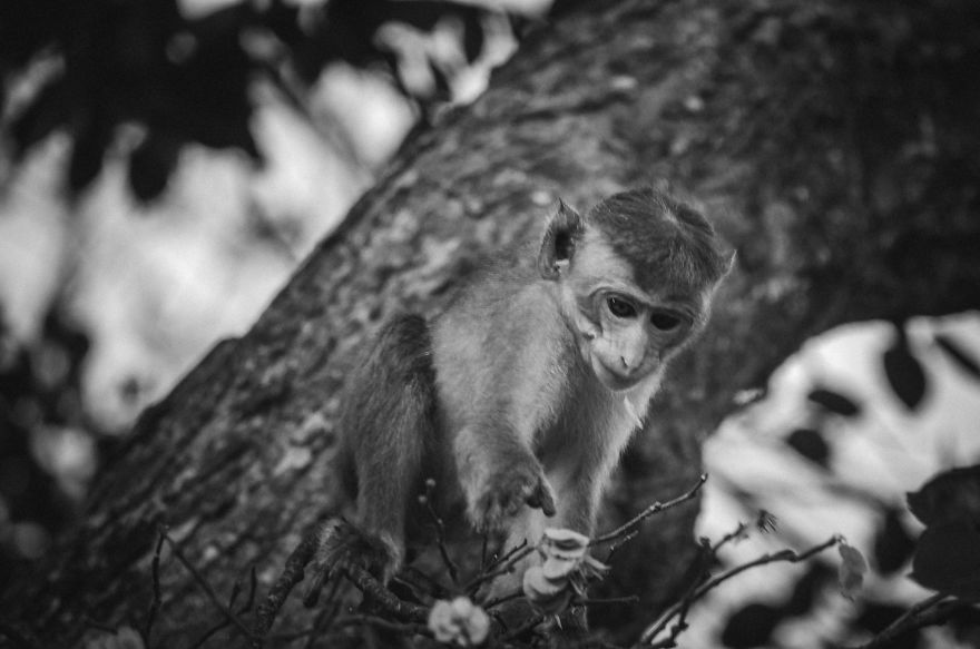 I Took This Series Of Makaka Portraits During My Trip In Sri Lanka