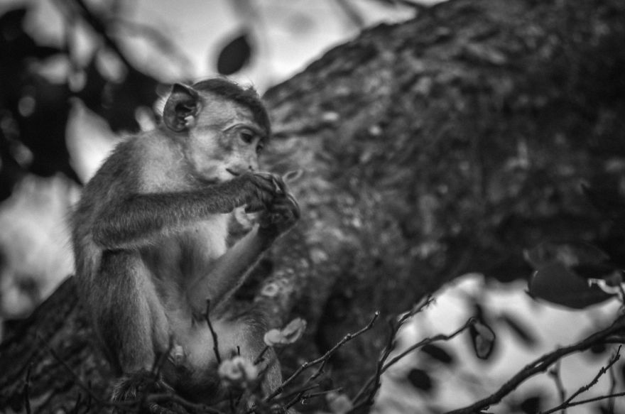 I Took This Series Of Makaka Portraits During My Trip In Sri Lanka